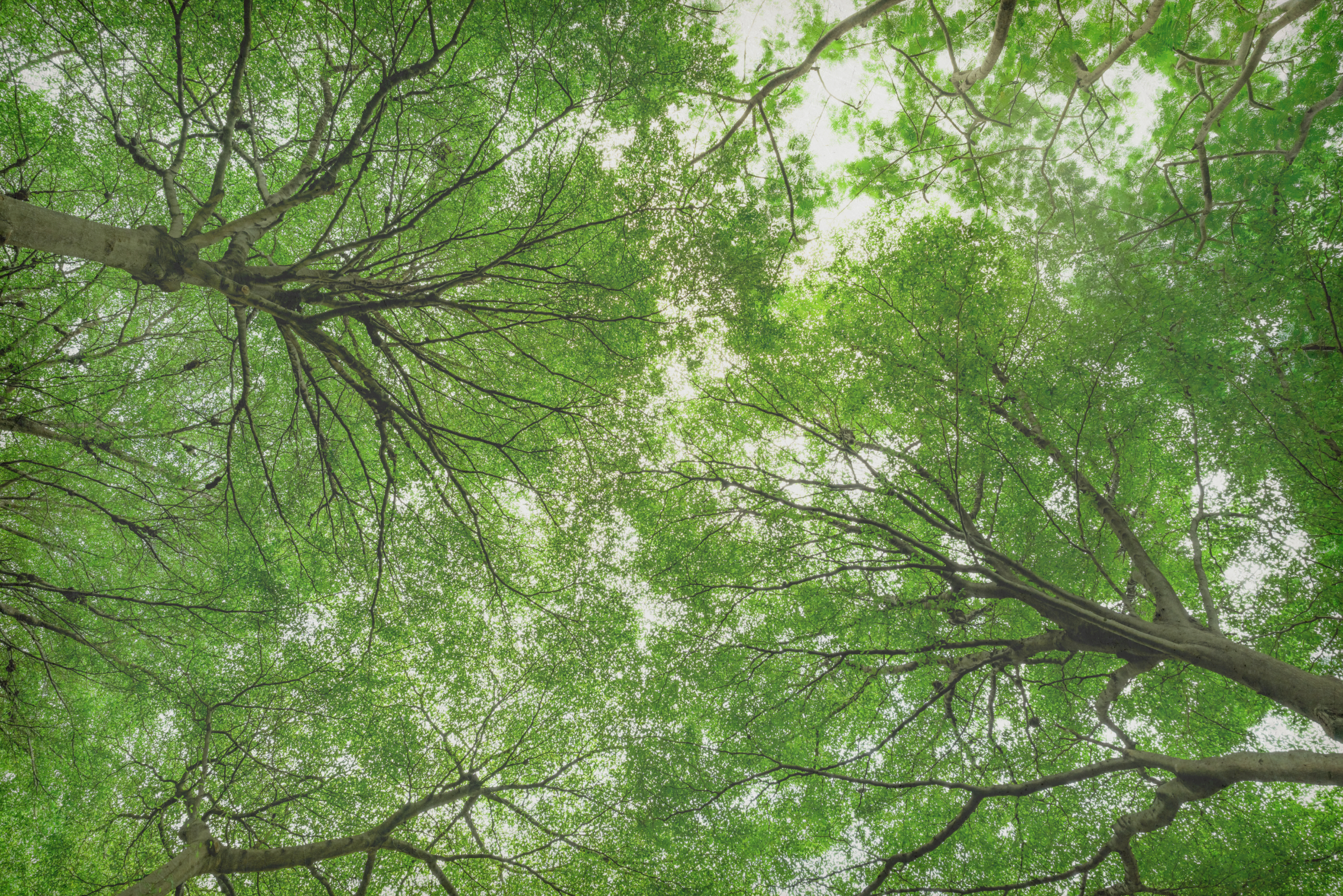 Oak woodland in central Italy