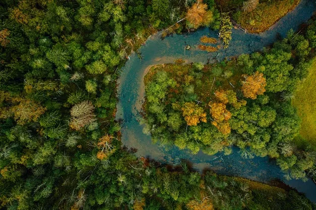 Mediterranean pine forest in Spain